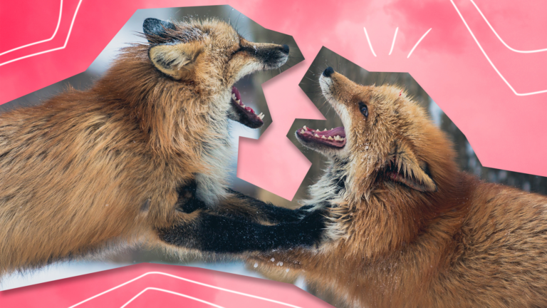 imagem de capa com duas raposas brigando entre si representando a dr financeira