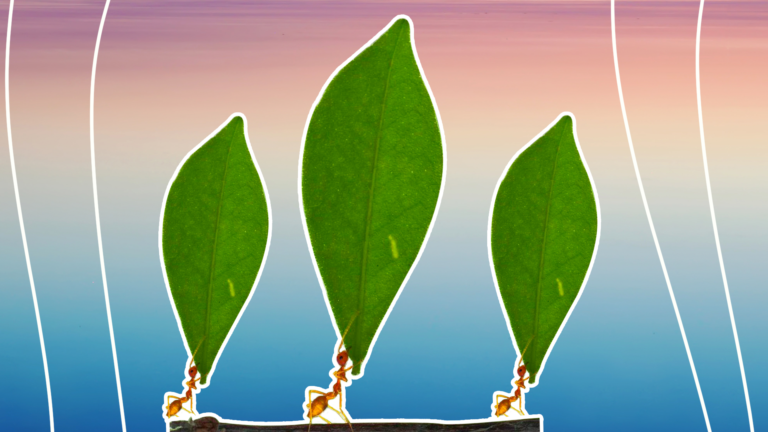 imagem de capa de blog com três formigas segurando uma folha representando a portabilidade de crédito