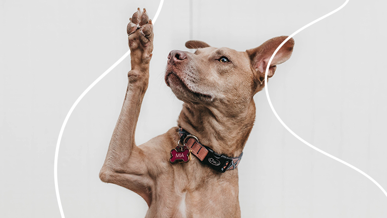 Cachorro com as mãos para cima representando um dos benefícios curiosos que os RHs estão disponibilizando aos colaboradores
